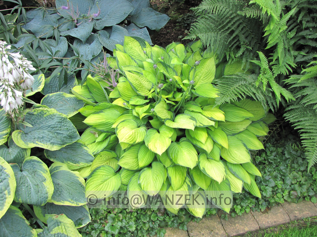 Hosta fortunei Gold Standard - Sol 01.JPG